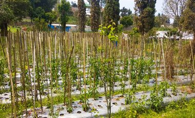 Villa Bagus Luas 2 Hektar + Kebun Tanaman Hydroponic