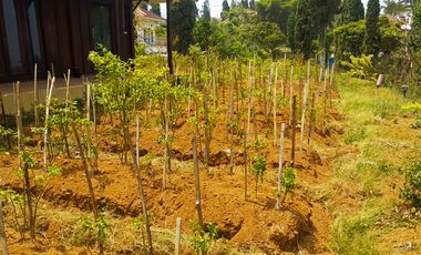 Villa Bagus Luas 2 Hektar + Kebun Tanaman Hydroponic