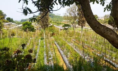 Villa Bagus Luas 2 Hektar + Kebun Tanaman Hydroponic