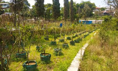 Villa Bagus Luas 2 Hektar + Kebun Tanaman Hydroponic