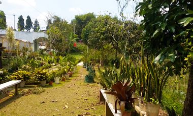 Villa Bagus Luas 2 Hektar + Kebun Tanaman Hydroponic