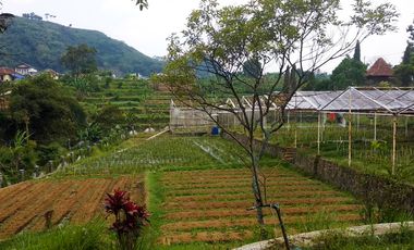 Villa Bagus Luas 2 Hektar + Kebun Tanaman Hydroponic