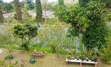 Villa Bagus Luas 2 Hektar + Kebun Tanaman Hydroponic