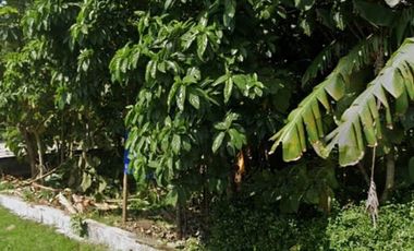 Tanah Pekarangan Luas 1150 Meter Persegi Dekat Pusat Kota Wates