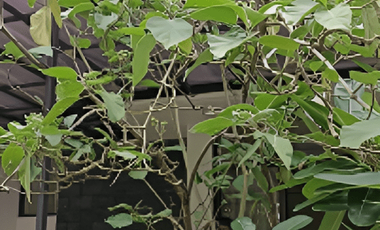 Rumah Asri Neo Permata Bintaro Banyak Artis Disini