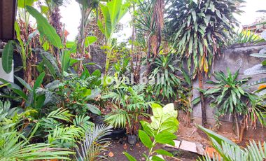 Guest House / Penginapan di Pantai Lovina, Buleleng, Bali.