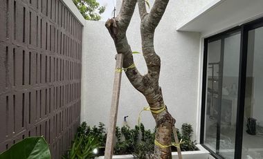 dijual rumah di sleman dekat budi mulia tajem dan pasar saren