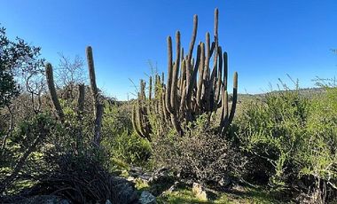 SAN PEDRO- LA MANGA