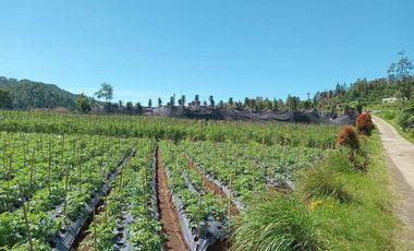 TANAH MURAH ISTIMEWA PINGGIR JALAN RAYA NEPAL VAN JAVA