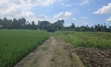 Dijual Tanah Ubud 350 m2 sangat strategis View Sawah Aktif