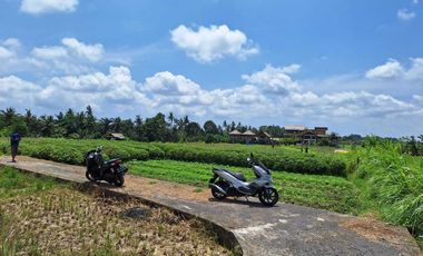 Dijual Tanah Ubud 350 m2 sangat strategis View Sawah Aktif