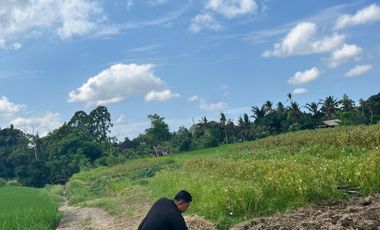 Dijual Tanah Ubud 350 m2 sangat strategis View Sawah Aktif