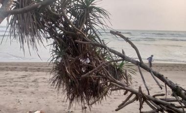 Jual Tanah di Pantai Bayah, Lebak, Banten