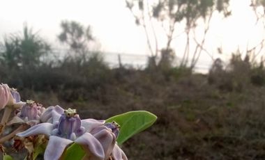 Jual Tanah di Pantai Bayah, Lebak, Banten