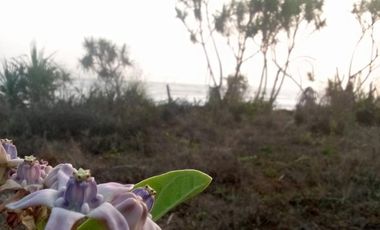 Jual Tanah di Pantai Bayah, Lebak, Banten