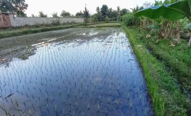 Tanah di jl. Raya  Borobudur cocok untuk restoran dan hotel