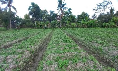 Tanah di jl. Raya  Borobudur cocok untuk restoran dan hotel