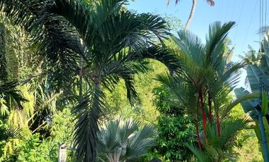 Nego, Villa view jungle dan sawah di Gianyar, Halaman luas
