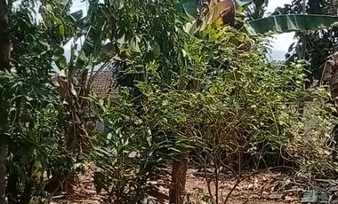 Dijual Tanah 2.537 m² Lembursitu - Akses Mudah dan Prospektif