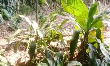 Dijual Tanah 2.537 m² Lembursitu - Akses Mudah dan Prospektif