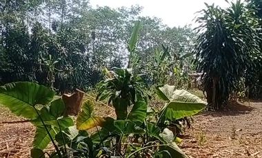 Dijual Tanah 2.537 m² Lembursitu - Akses Mudah dan Prospektif