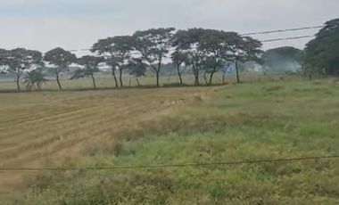 jual tanah murah  d  kota  Mojokerto bagus untuk  pergudangan