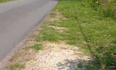 Lahan pertanian luas 50 HA harga 400 ribu permeter di Mantup, Lamongan