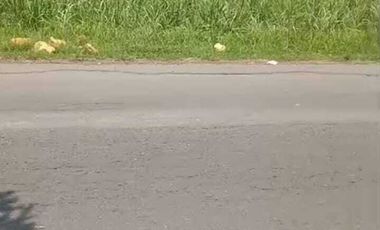 Lahan pertanian luas 50 HA harga 400 ribu permeter di Mantup, Lamongan