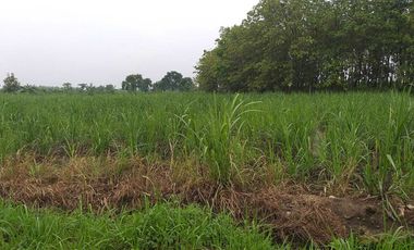 Lahan pertanian luas 50 HA harga 400 ribu permeter di Mantup, Lamongan