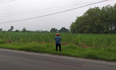 Lahan pertanian luas 50 HA harga 400 ribu permeter di Mantup, Lamongan