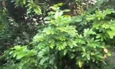 Dijual kavling murah di tanah baru, beji Depok