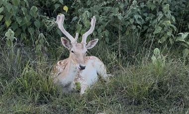 Quinta en venta en Montemorelos