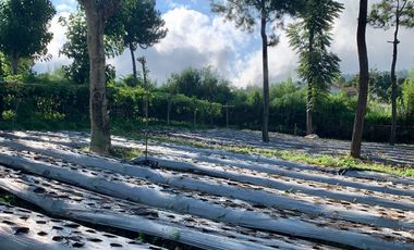 Dijual Tanah Lembang view pegunungan cocok untuk cafe atau Villa