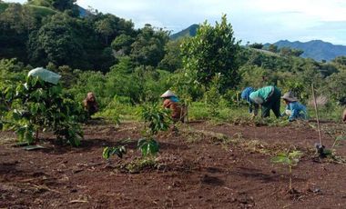 Tanah pertanian kopi, sorgum, kayu atau peternakan