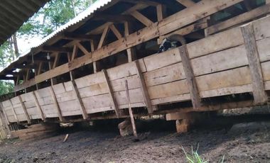 Tanah pertanian kopi, sorgum, kayu atau peternakan