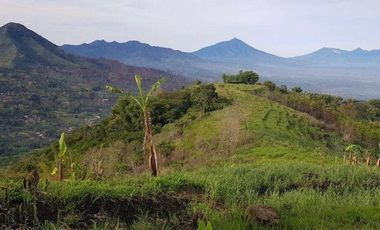 Tanah pertanian kopi, sorgum, kayu atau peternakan