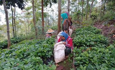 Tanah pertanian kopi, sorgum, kayu atau peternakan
