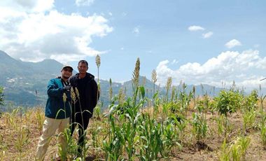 Tanah pertanian kopi, sorgum, kayu atau peternakan