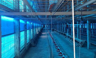 Tempat usaha ternak ayam luas 6000 m2 harga 15 Milyar di Mojo, Kediri