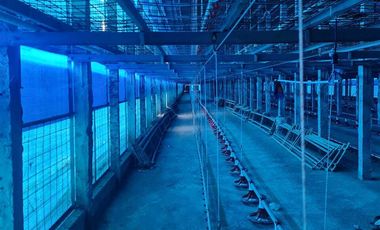 Tempat usaha ternak ayam luas 6000 m2 harga 15 Milyar di Mojo, Kediri
