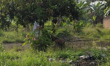 GUDANG HITUNG TANAH NOL RAYA SAMBIKEREP SURABAYA