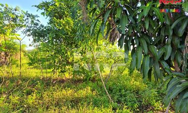 Dijual Tanah Murah di Tepi Jalan Pondoknongko, Kabat - Banyuwangi