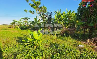 Dijual Tanah Murah di Tepi Jalan Pondoknongko, Kabat - Banyuwangi