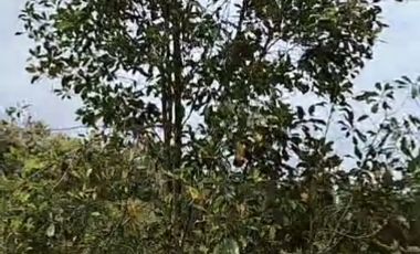 Rumah Premium murah dalam kota Singaraja,  Bali