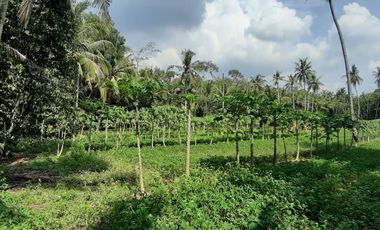 Dijual Tanah Luas Strategis Cocok Untuk Usaha Dan Investasi Di Kebumen