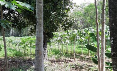 Dijual Tanah Luas Strategis Cocok Untuk Usaha Dan Investasi Di Kebumen