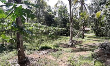 Dijual Tanah Luas Strategis Cocok Untuk Usaha Dan Investasi Di Kebumen