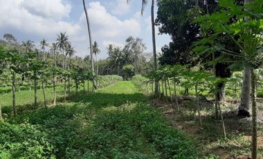 Dijual Tanah Luas Strategis Cocok Untuk Usaha Dan Investasi Di Kebumen