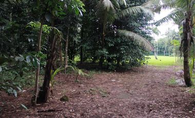 Dijual Tanah Luas Strategis Cocok Untuk Usaha Dan Investasi Di Kebumen