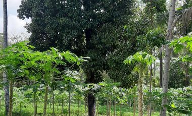 Dijual Tanah Luas Strategis Cocok Untuk Usaha Dan Investasi Di Kebumen